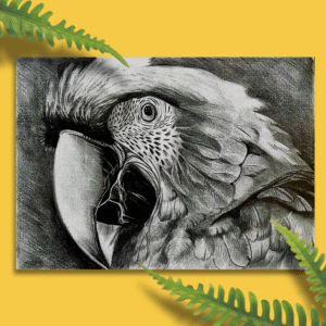 portrait d’ara en graphite – “sa majesté des tropiques” – dessin original a3 fait main